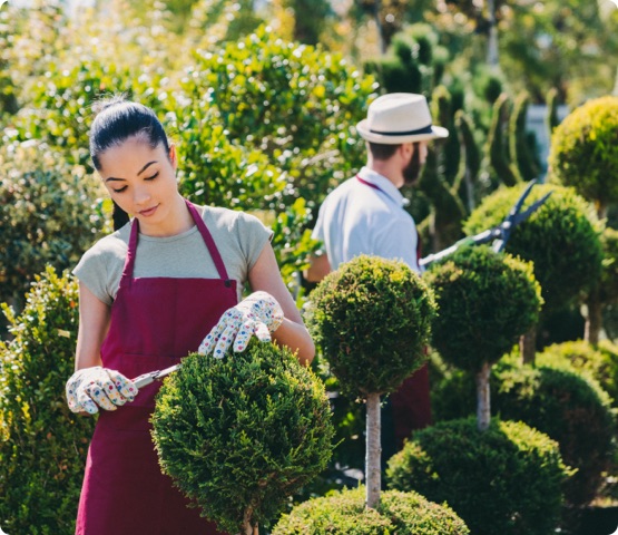 Gardeners in garden center cutting longer branches of small trees to mold a shape. Pruning concept.